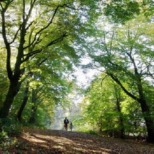 Walking through Epping Forest