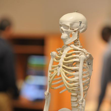 Skeleton in a lab