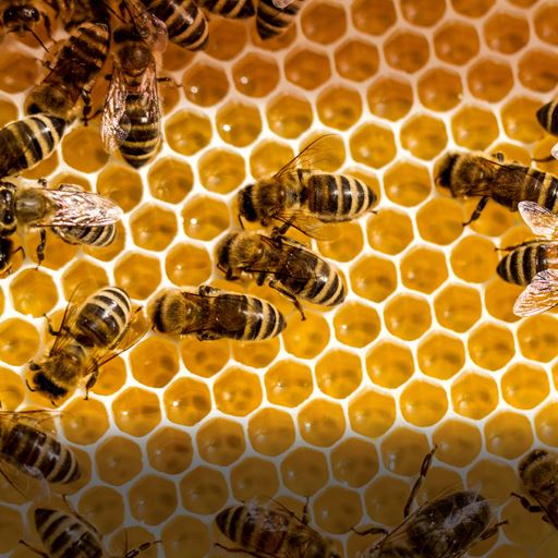 Close up of bees 