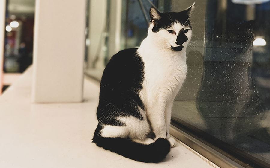Essex campus cat, Pebbles, in a window
